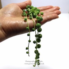 Senecio Rowleyanus String of