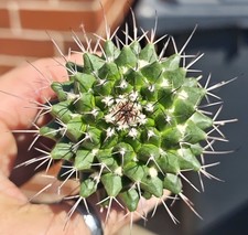 Mammillaria Compressa -