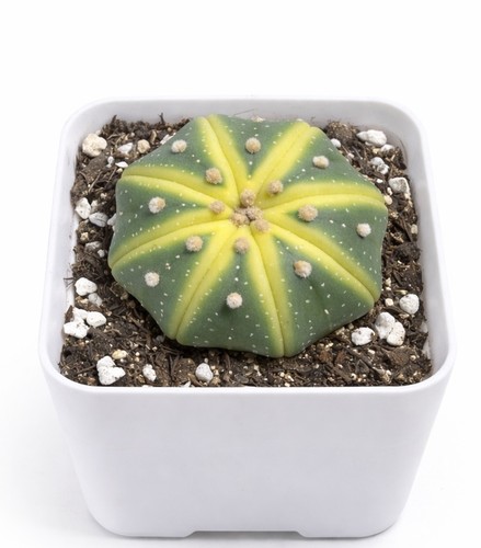 5cm astrophytum - 4-5cm,