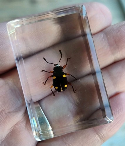 Real fungus beetle - beetle, insect