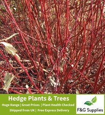 Red Dogwood Ornamental Cornus bare root native hedge plants saplings whips