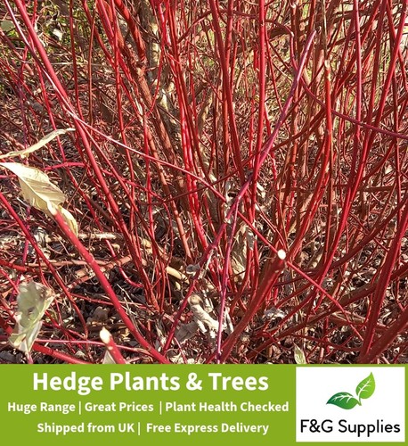 Red dogwood ornamental - red,