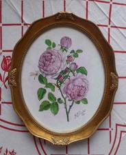 Framed Watercolour Rose Painting Margaret E Ryder VPRMS SWA FSBA Sheffield