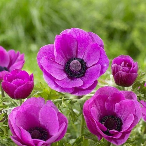 Japanese anemone caen - 35, de