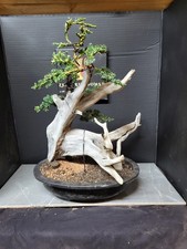 )Tanuki Needle Juniper Bonsai