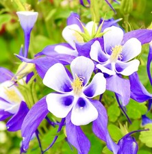 100x Blue Star Aquilegia Caerulea Columbine Seeds - Perennial - Flower