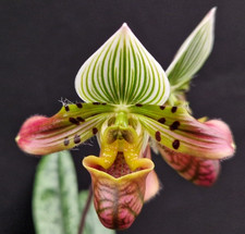 Paphiopedilum venustum, one of the most beautiful orchid species, ( FS )