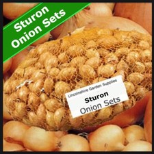 STURON Spring Planting Onion