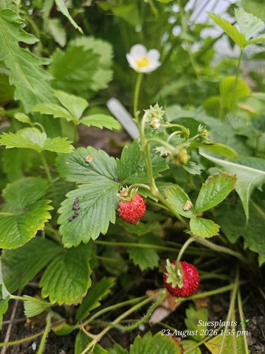 Wild scottish native - x,
