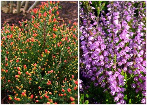 Scottish heather calluna - [x3],