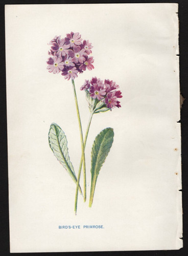C1902 hulme familiar wild - c1902,