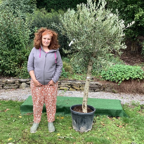 Olive tree large olea europa