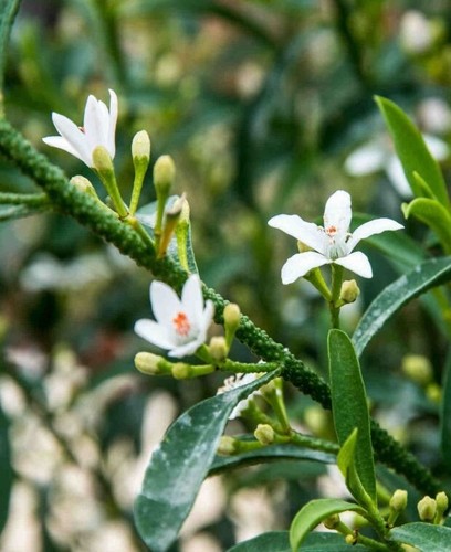 Eriostemon gin and - eriostemon,