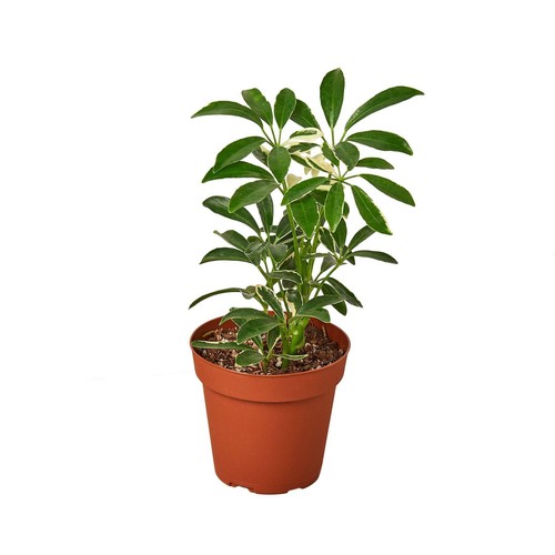 Schefflera moonlight umbrella - schefflera, 'umbrella