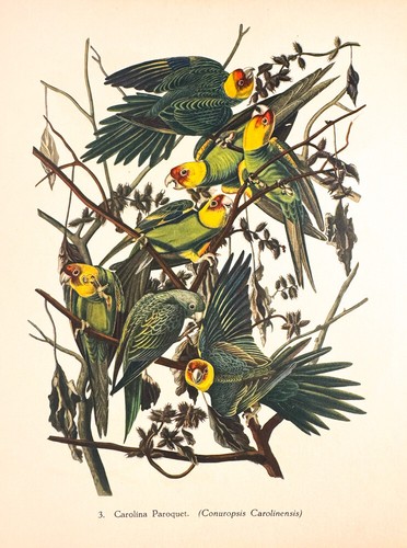 Extinct carolina parakeet - carolina,
