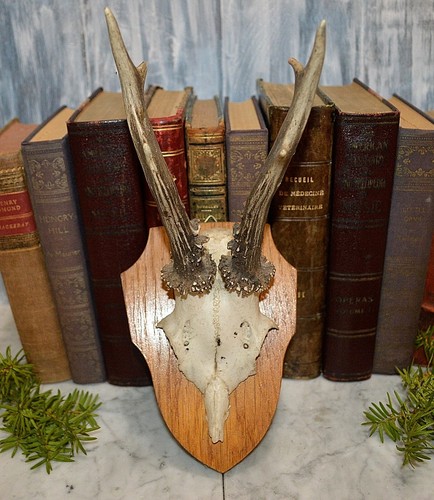 Vintage german deer antlers - vintage,