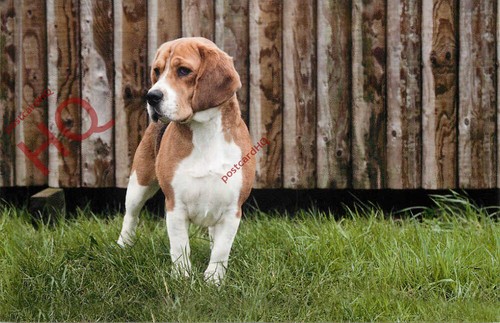 Picture postcard dog - postcard::dog,, beagle