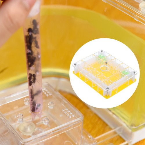 Set acrylic ant - 1,