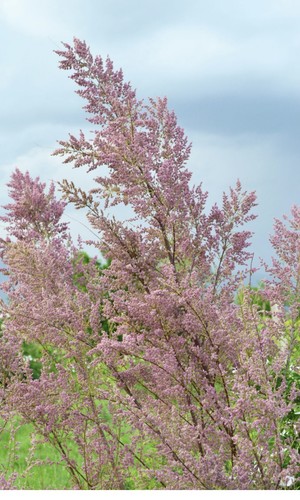 Tamarix pink flowering tree - pink,