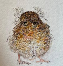 Watercolour baby robin