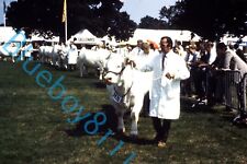 Charolais Cattle Cows at Royal