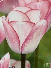 Hugs And Kisses Tulip Bulbs X 6 - Plant Now
