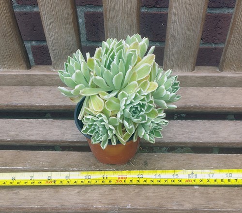 Aeonium goochiae ballerina - aeonium,