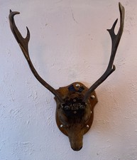 Large Taxidermy Natural