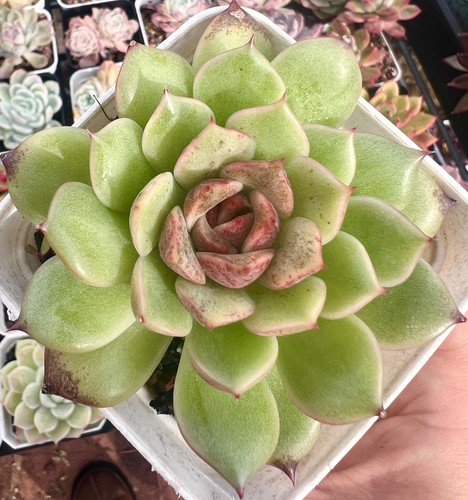 Stock echeveria black - au,