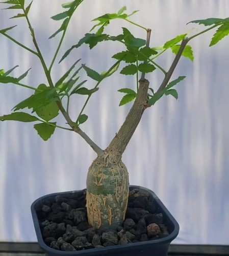 3cm bursera fagaroides self - 3cm+,