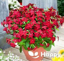 FLOWERING TOBACCO CRIMSON BEDDER - 2000 SEEDS - Nicotiana alata affinis - FLOWER