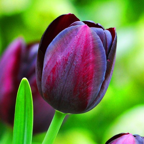 Queen night tulip deep - of,