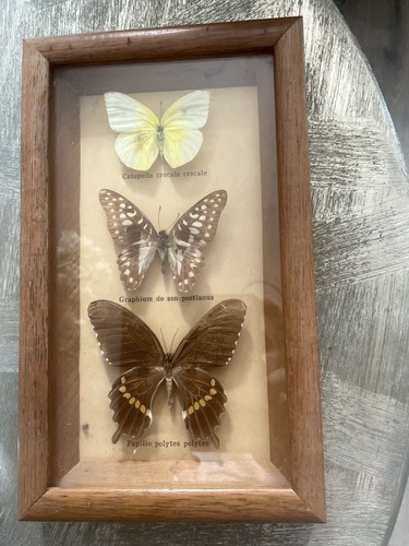 Vintage taxidermy butterflies - vintage,