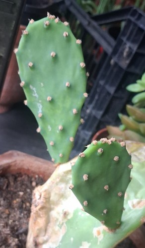 Small opuntia prickly - small, pear