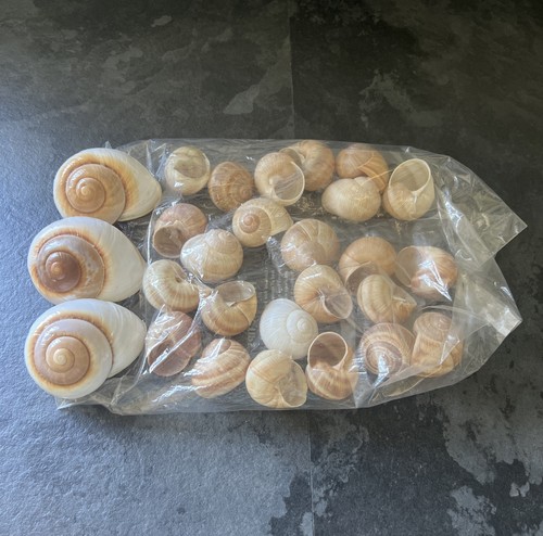 Fish tank aquarium shells - fish,