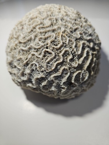 Fossilized brain coral - fossilized,