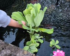 Pistia Stratiotes Jumbo Starter Plants  (7–15 cm) POND FLOATING PLANTS