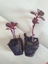 Sedum Spurium Red, Two Rooted