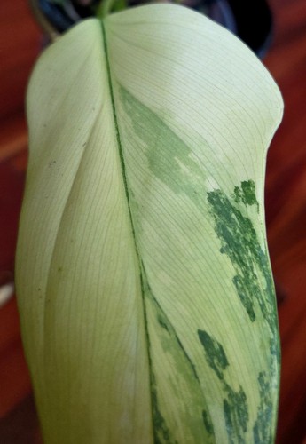 Rare philodendron - rare,