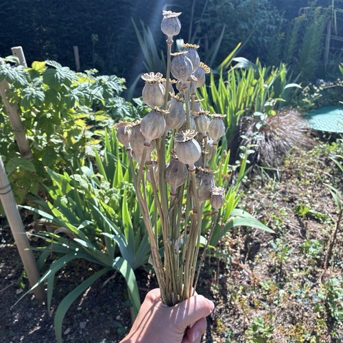 Papaver pods heads - x,