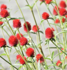 150x Globe Amaranth Strawberry Fields Red Seeds  – Gomphrena Haageana – Annual