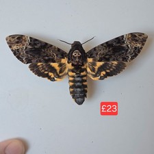 Acherontia lachesis Death head