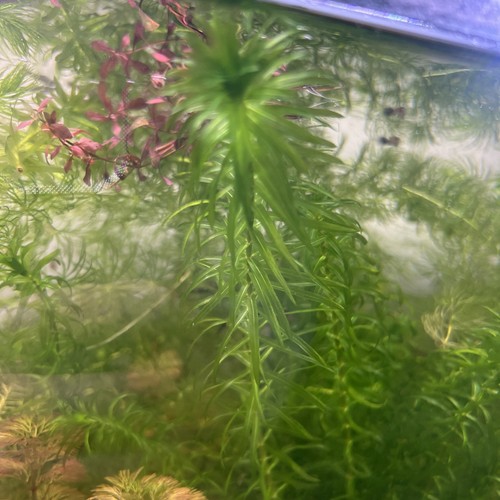 Elodea densa bunch - elodea,