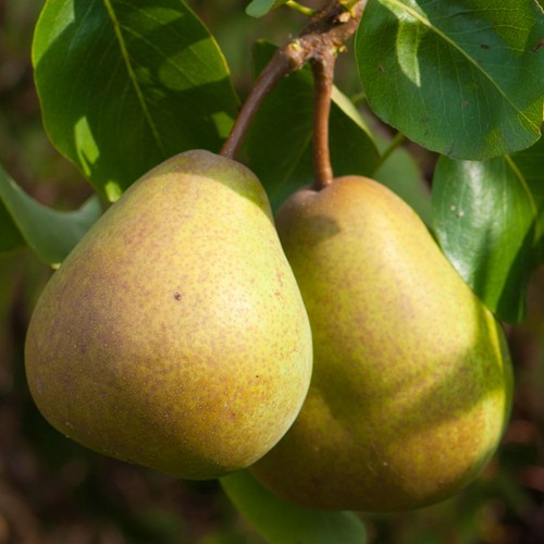 Pear beurre hardy tree small - pear,