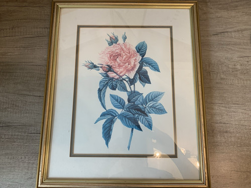 Rosa gallica regallis - rosa,