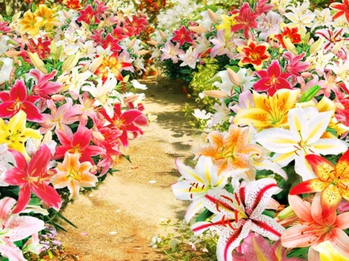 Giant tree lily mixed bulb - 5,