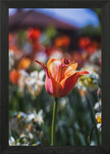 Tulip flower spring Framed