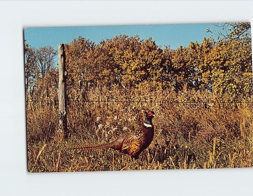 Postcard the pheasant - the,