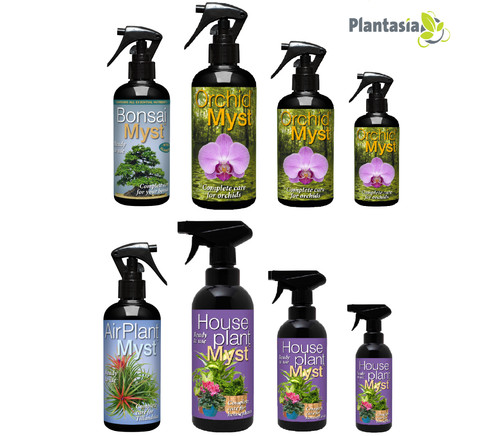 Orchid houseplant airplant - houseplant,