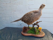 Ringneck Female Pheasant ( Phasianus colchicus) Taxidermy Home Farm Collector A